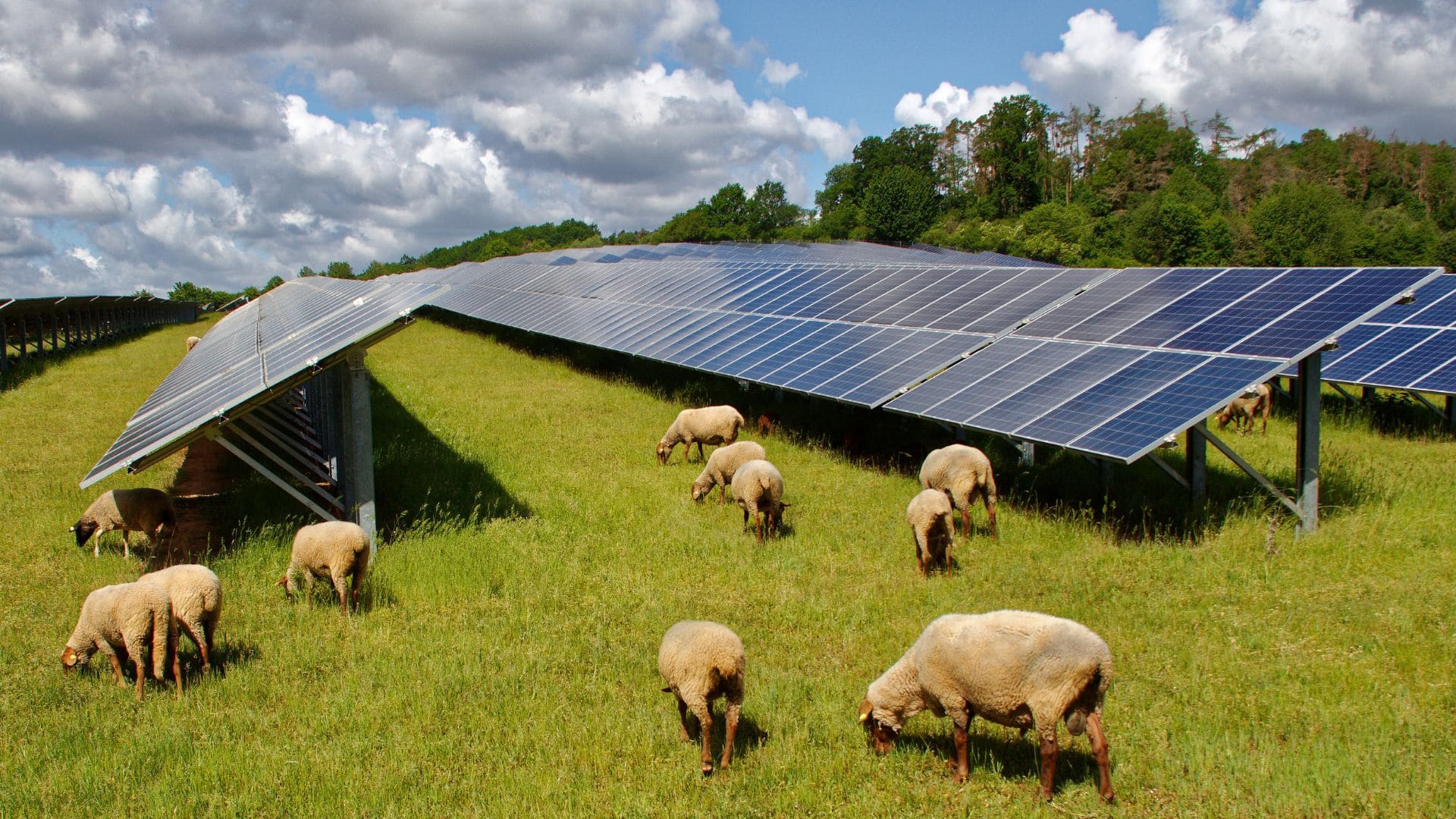 découvrez les risques potentiels que les panneaux solaires peuvent représenter pour les animaux. informez-vous sur les mesures à prendre pour protéger la faune tout en profitant des avantages de l'énergie solaire.