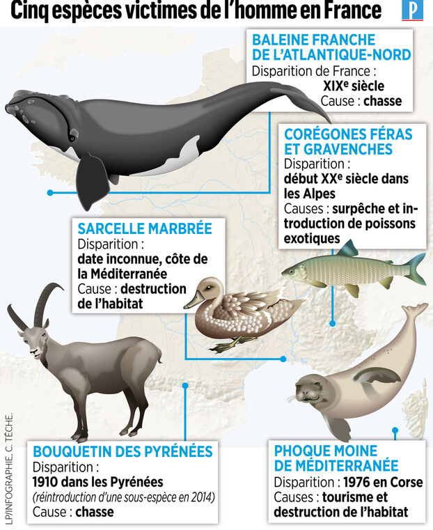 découvrez les dangers potentiels des panneaux solaires pour les animaux. informez-vous sur les mesures à prendre pour protéger la faune tout en profitant des avantages des énergies renouvelables.